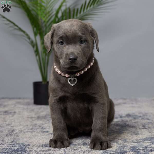 Brittney, Charcoal Labrador Retriever Puppy